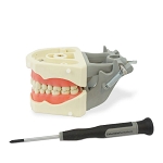 860 Upper Soft Gingiva Jaw with 16 Removable Ivorine Teeth